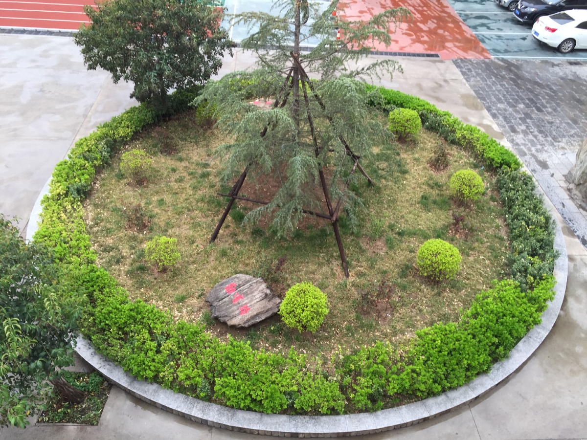 俯瞰校园的花坛