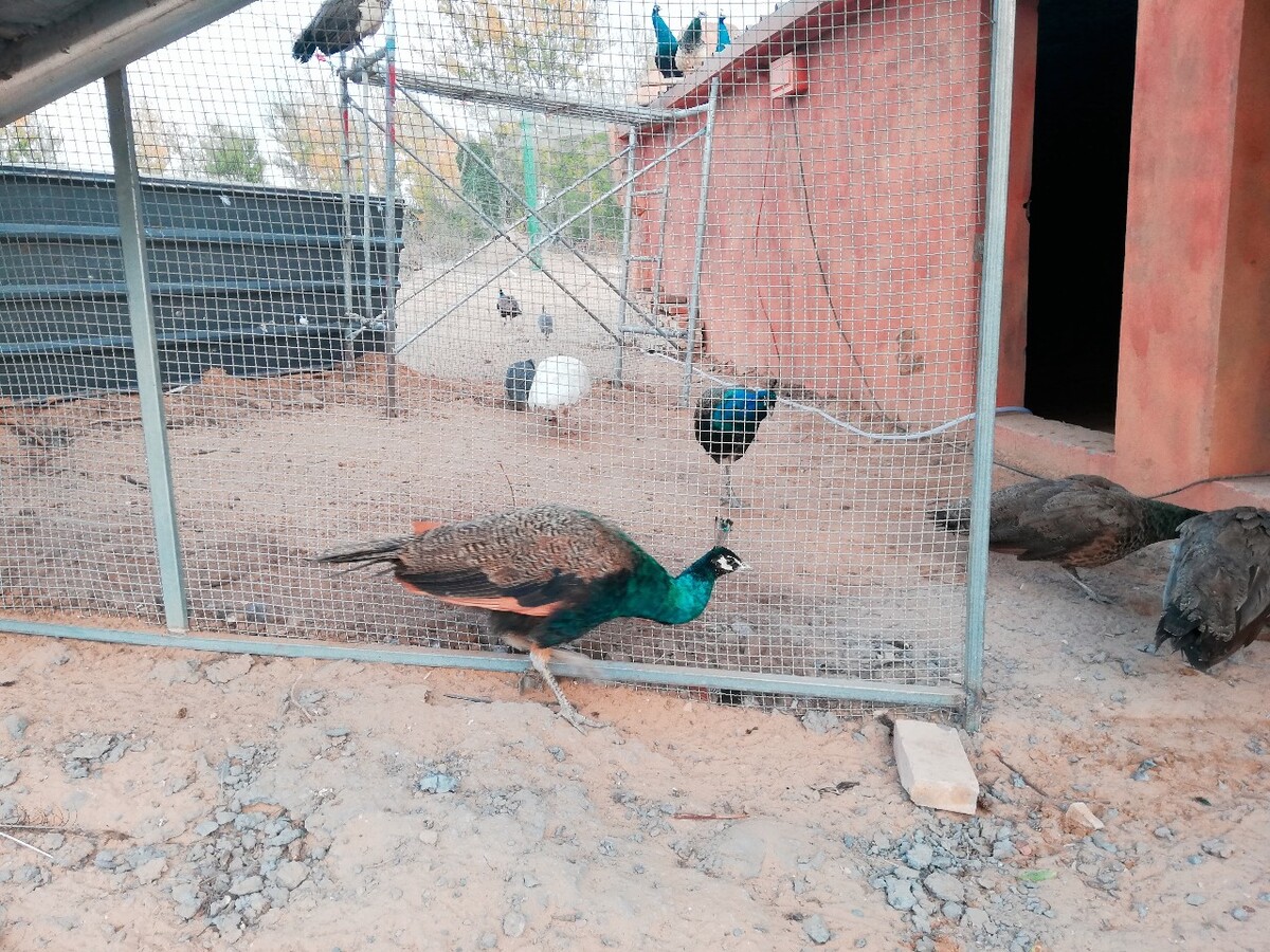 大棚鸭养殖技术,温室养鸭好主意利用太阳能和生物能