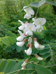 IMG_20150509_073050