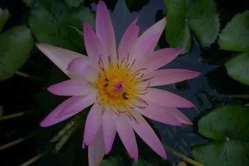 IMAG0644