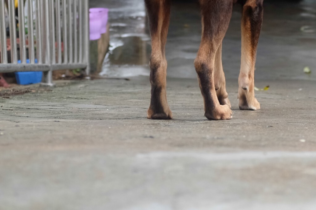 这只犬在家很听话的哈！你可以叫它小黑。