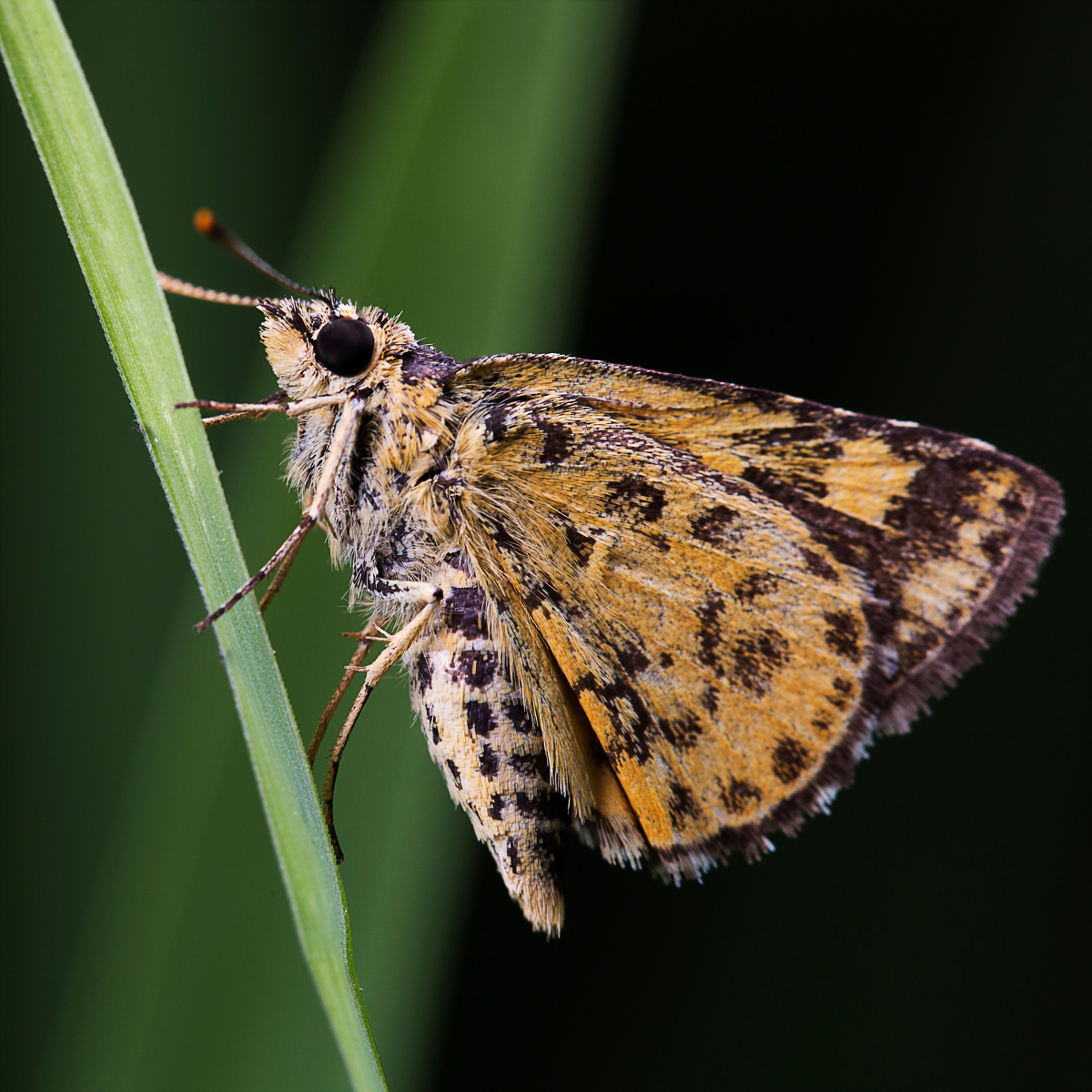 一个小透明关注