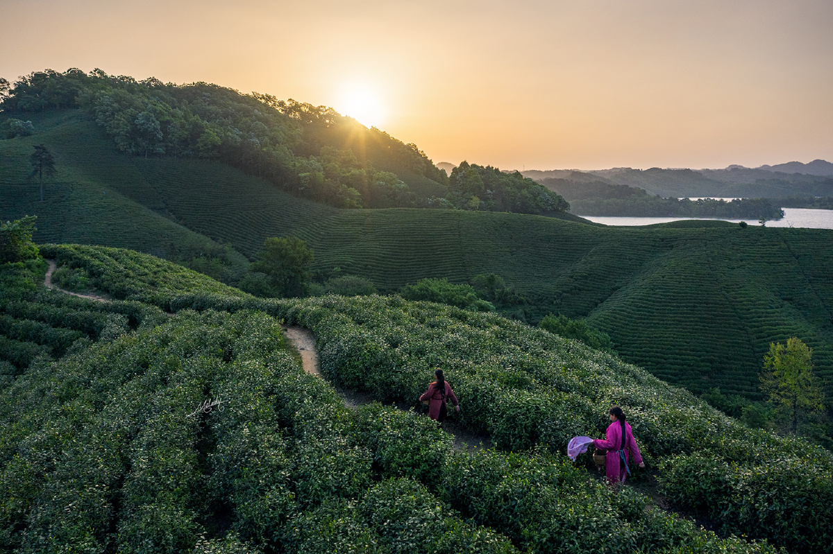 清晨采茶忙信阳南湾湖茶山迎着日出上山采茶的茶农