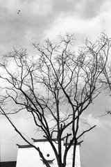 IMG56599001(修片）