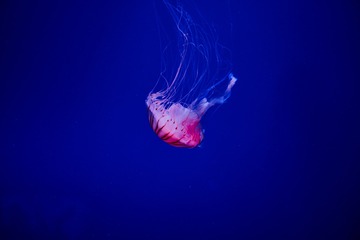 水母