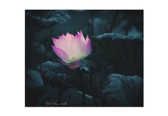 _LES0796