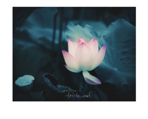 _LES0803