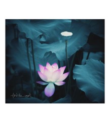 _LES0804